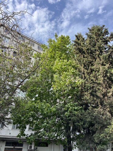 1 otaqlı köhnə tikili - Nərimanov r. - 43.5 m² (1)