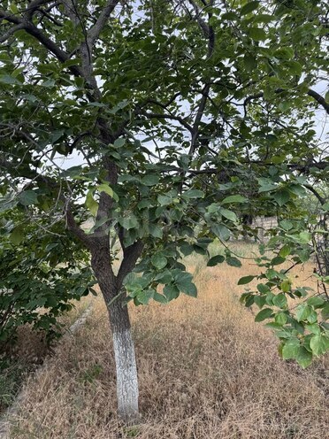 Участок - пос. Горадил - 4 сот (10)
