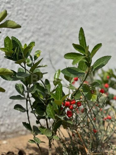 4 otaqlı həyət evi/bağ evi - Nardaran q. - 120 m² (18)