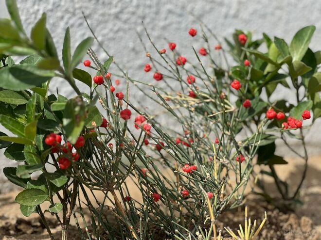 4 otaqlı həyət evi/bağ evi - Nardaran q. - 120 m² (19)