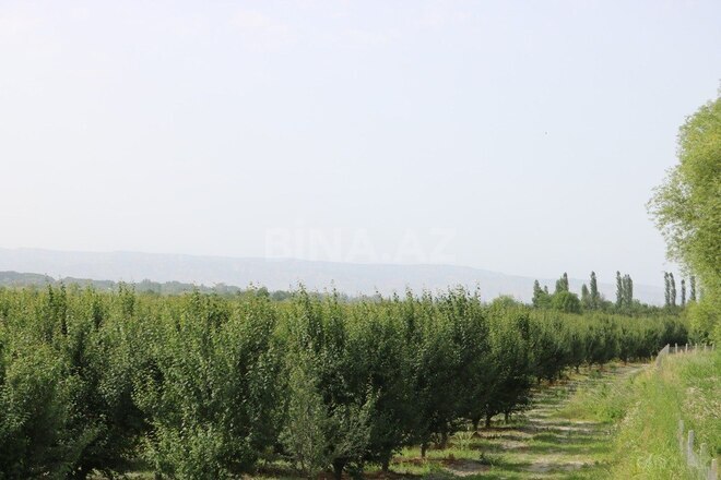 Torpaq - Göyçay - 600 sot (2)