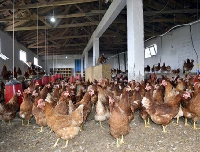 Продаётся  объект 100 000 м², Абшеронcкий  р., photo 8 from 9