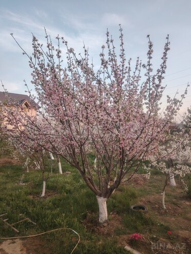 4 otaqlı həyət evi/bağ evi - Saray q. - 180 m² (6)