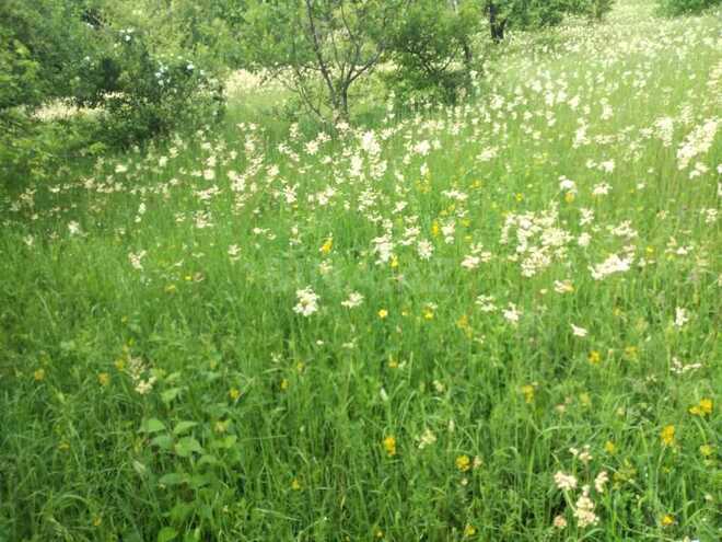 Satılır  torpaq 50 sot, photo 4 from 6