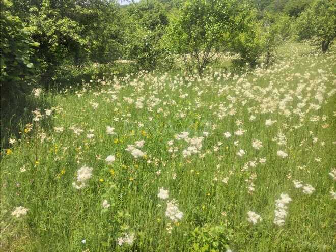 Satılır  torpaq 50 sot, photo 5 from 6