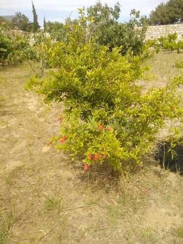 Satılır  torpaq 12 sot, Nardaran q., photo 9 from 10