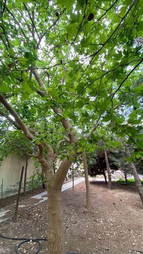 3 otaqlı həyət evi/bağ evi - Pirşağı q. - 170 m² (9)