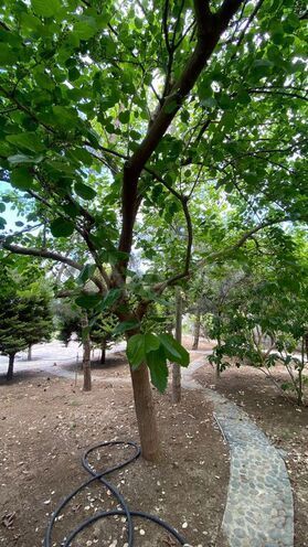 3 otaqlı həyət evi/bağ evi - Pirşağı q. - 170 m² (8)