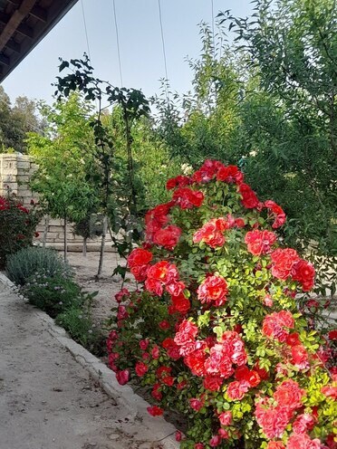 5 otaqlı həyət evi/bağ evi - Şüvəlan q. - 200 m² (19)