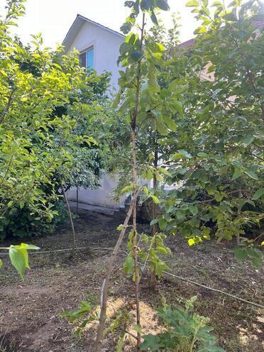 6 otaqlı həyət evi/bağ evi - Qəbələ - 130 m² (9)
