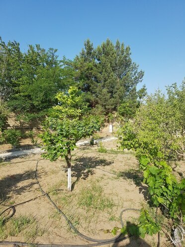 4 otaqlı həyət evi/bağ evi - Binəqədi q. - 200 m² (4)