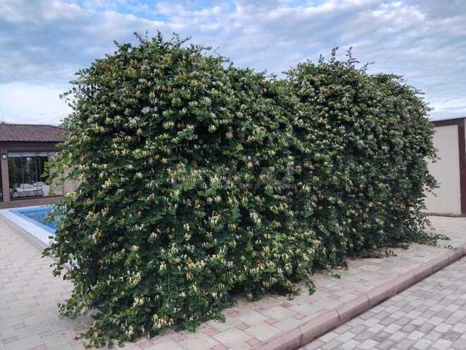 4 otaqlı həyət evi/bağ evi - Türkan q. - 300 m² (7)