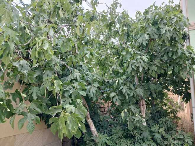 4-комн. дом/дача - пос. Пиршаги - 220 м² (19)