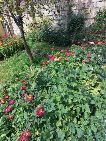 3 otaqlı həyət evi/bağ evi - İsmayıllı - 110 m² (7)
