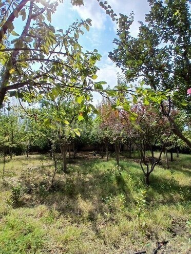 3 otaqlı həyət evi/bağ evi - Şamaxı - 110 m² (5)