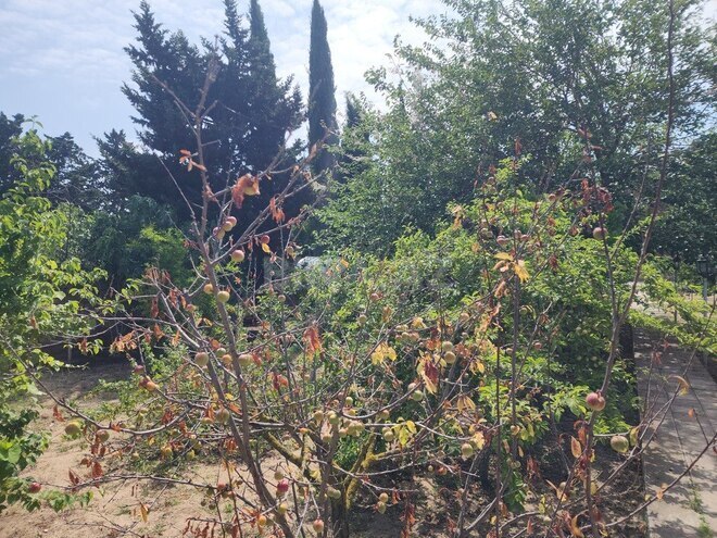 7 otaqlı həyət evi/bağ evi - Görədil q. - 350 m² (7)