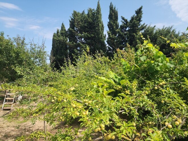 7 otaqlı həyət evi/bağ evi - Görədil q. - 350 m² (6)