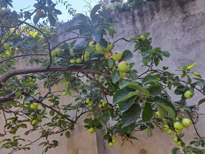 Продаётся 3-комн. дом/дача 200 м², пос. Бадамдар, photo 6 from 32