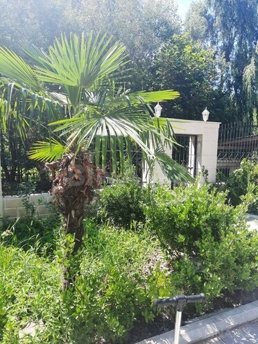 6 otaqlı həyət evi/bağ evi - Lənkəran - 700 m² (12)