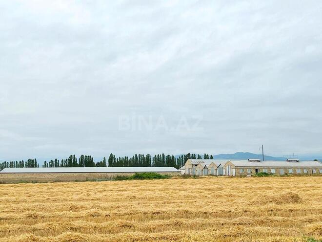 Obyekt - Xaçmaz - 2000 m² (2)