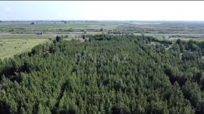 Obyekt - İmişli - 1000 m² (5)
