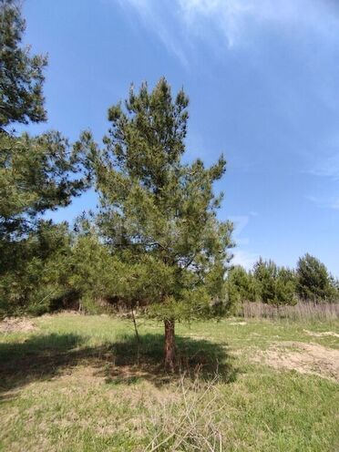 Obyekt - İmişli - 1000 m² (19)