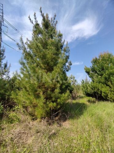 Obyekt - İmişli - 1000 m² (23)