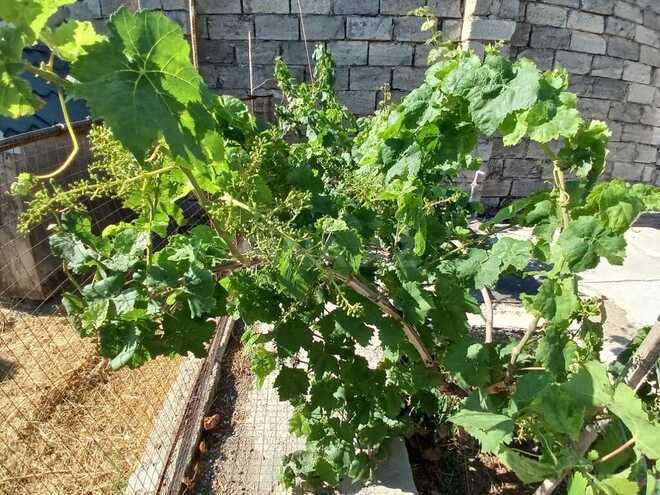 2 otaqlı həyət evi/bağ evi - Albalılıq q. - 50 m² (16)