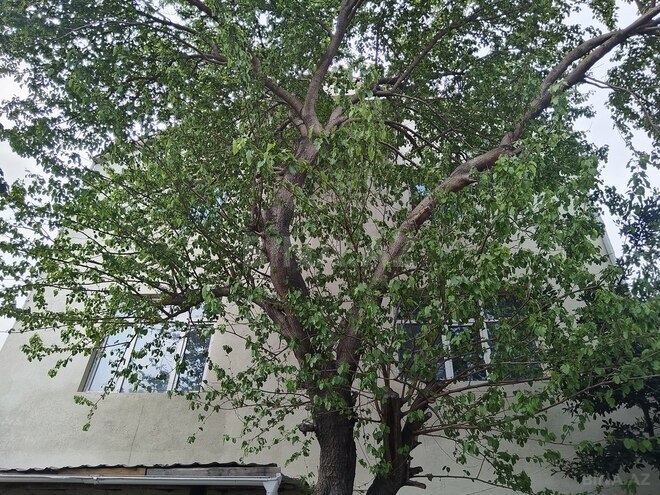 2-комн. дом/дача - пос. Аг шехер - 55 м² (2)