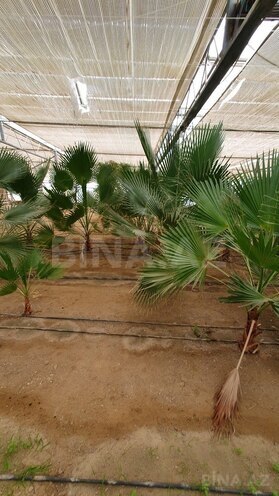 Obyekt - Türkan q. - 1600 m² (9)