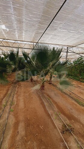 Obyekt - Türkan q. - 1600 m² (7)