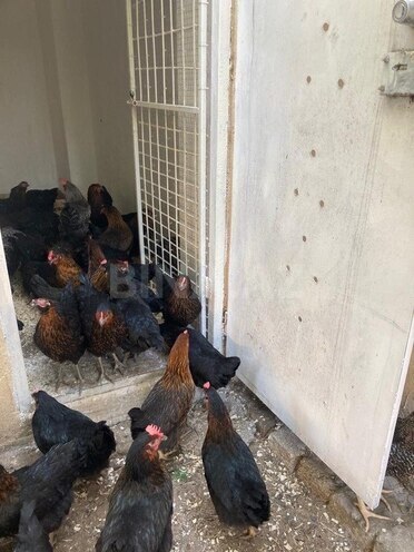 3 otaqlı həyət evi/bağ evi - Albalılıq q. - 152 m² (24)