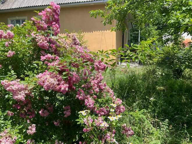 2 otaqlı həyət evi/bağ evi - Qəbələ - 100 m² (4)