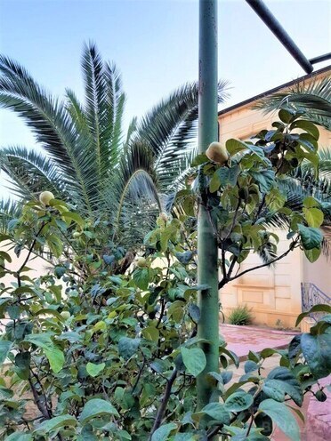 5 otaqlı həyət evi/bağ evi - Buzovna q. - 290 m² (28)