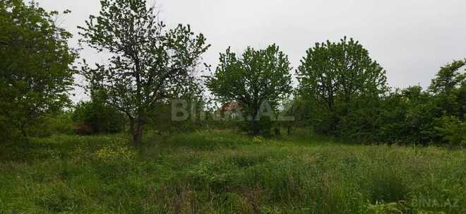 Участок - Губа - 30 сот (1)