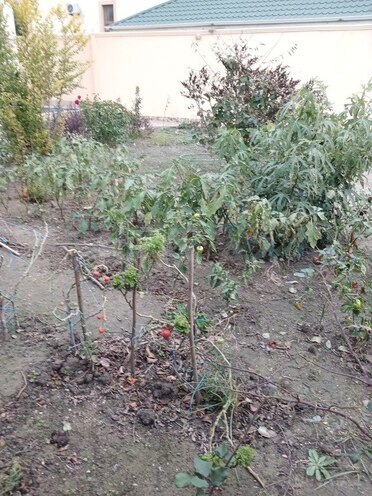 7 otaqlı həyət evi/bağ evi - Badamdar q. - 428 m² (3)