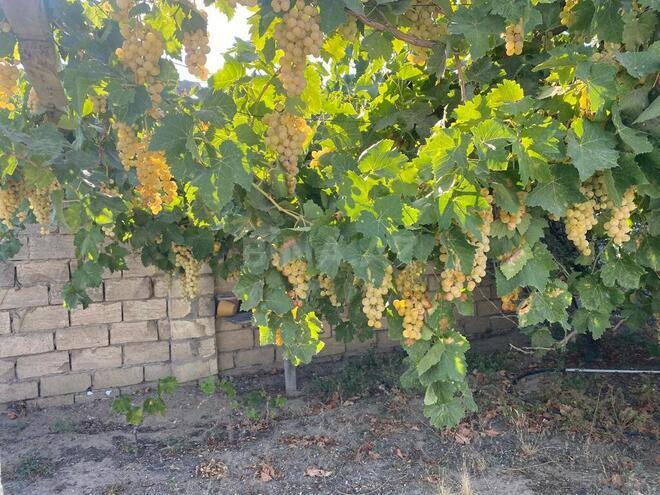 3 otaqlı həyət evi/bağ evi - Bilgəh q. - 110 m² (27)