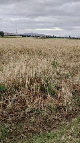 Участок - Товуз - 30 сот (7)