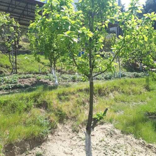 Satılır  torpaq 21 sot, Avtovağzal m., photo 3 from 12