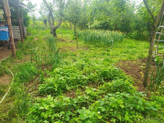 4 otaqlı həyət evi/bağ evi - Gədəbəy - 100 m² (12)