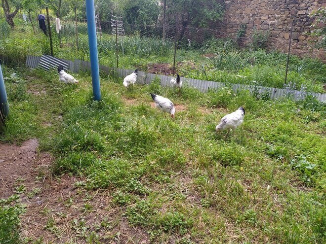 4 otaqlı həyət evi/bağ evi - Gədəbəy - 100 m² (30)