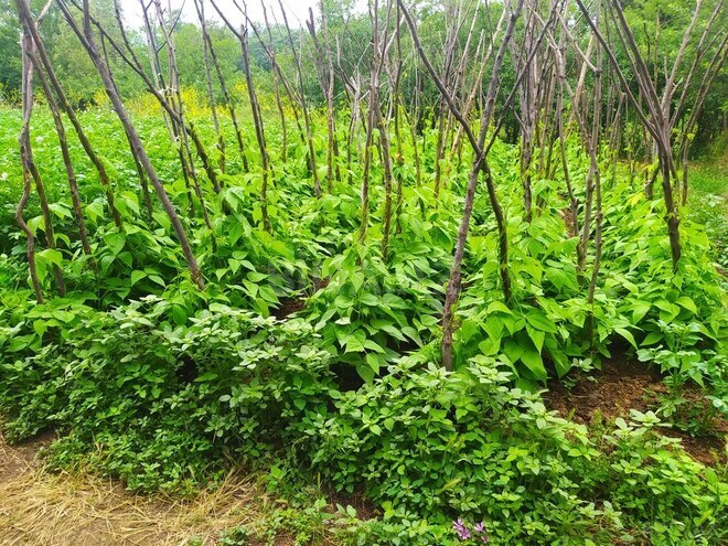 4 otaqlı həyət evi/bağ evi - Gədəbəy - 100 m² (8)