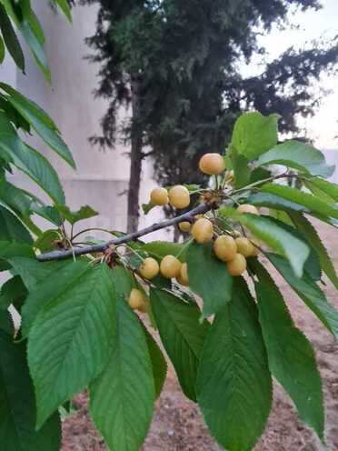 6 otaqlı həyət evi/bağ evi - Şüvəlan q. - 200 m² (16)