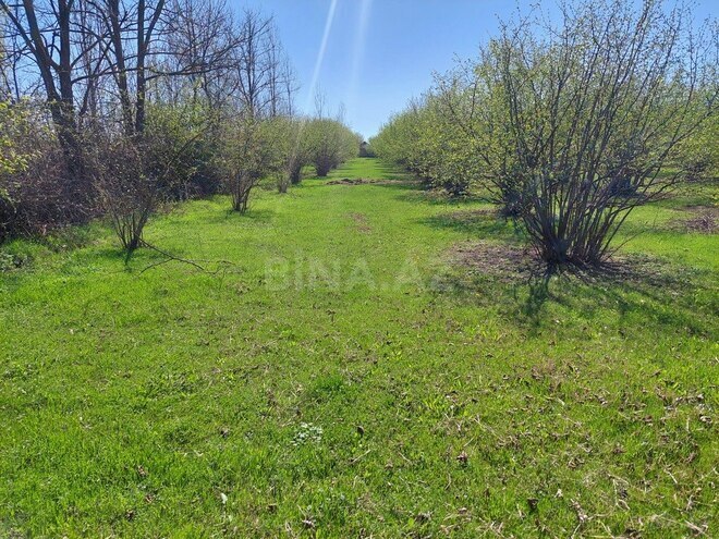Участок - Габала - 100 сот (11)
