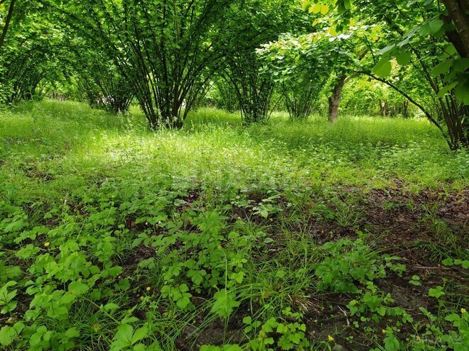Участок - Габала - 50 сот (5)