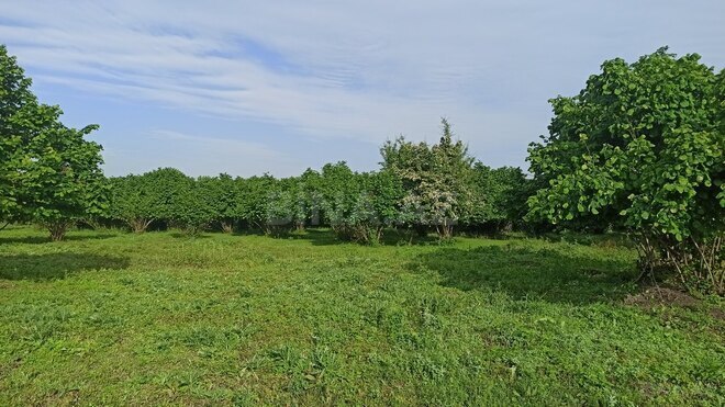 3 otaqlı həyət evi/bağ evi - Qəbələ - 90 m² (17)