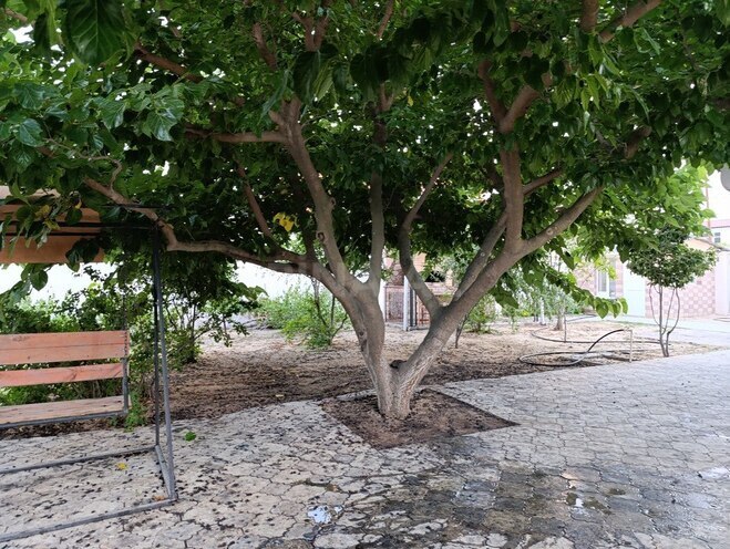 4 otaqlı həyət evi/bağ evi - Pirşağı q. - 100 m² (4)