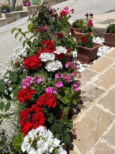 3 otaqlı həyət evi/bağ evi - Şamaxı - 100 m² (11)