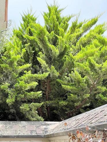3 otaqlı yeni tikili - Əhmədli q. - 67 m² (13)