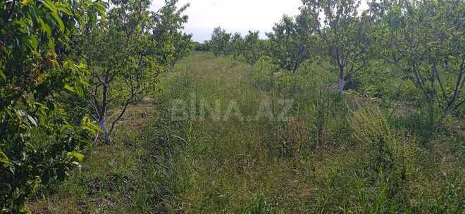 Torpaq - Xaçmaz - 80 sot (1)